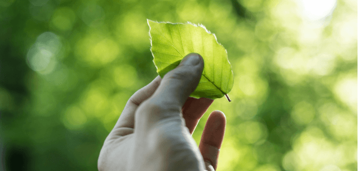 Leaf, Plant, Body Part